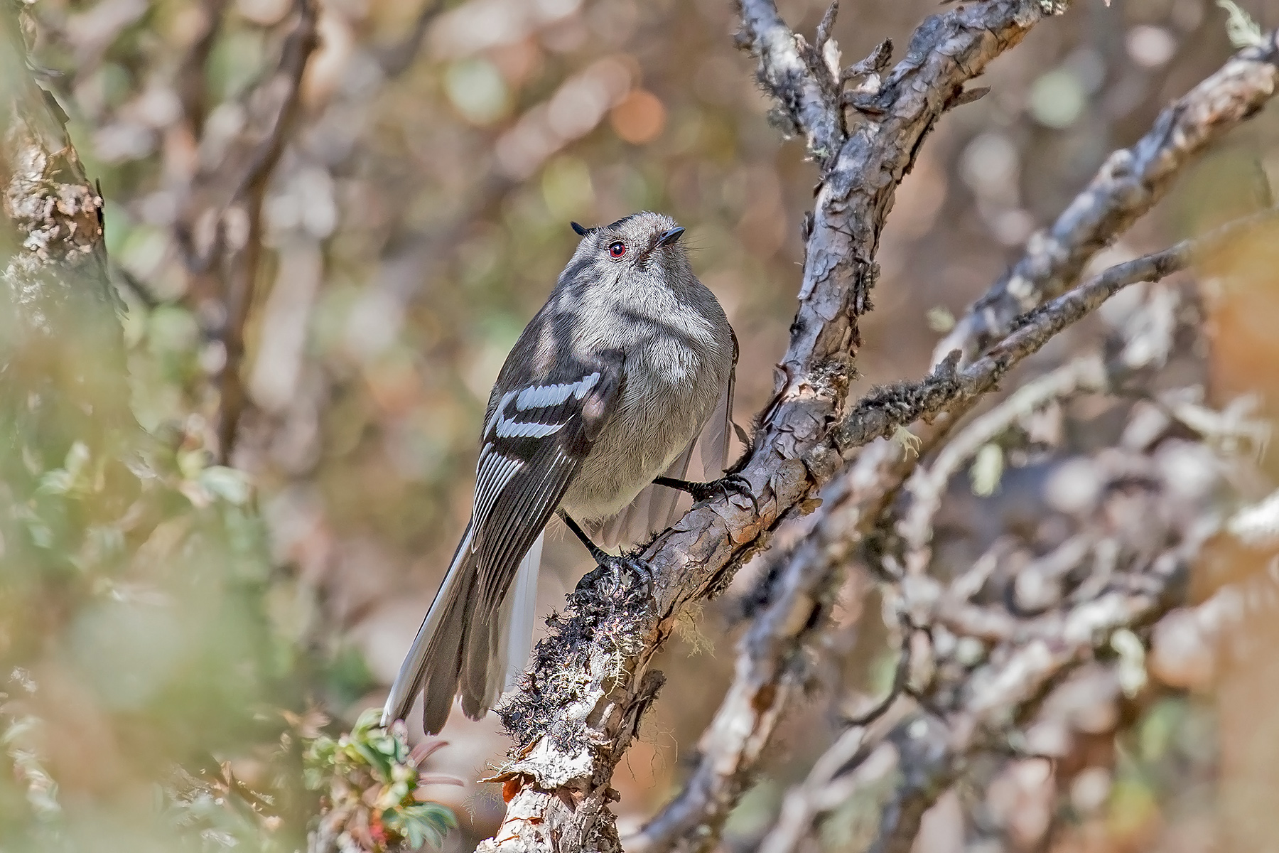 Ash-breasted Tit-Tyrant (image by Pete Morris)