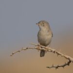 Asian Desert Warbler (image by John Oates)