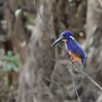 Azure Kingfisher (image by Richard Drew)
