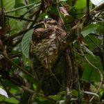 Band-bellied Owl (image by Leonardo Garrigues)