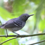 Band-tailed Antbird (image by János Oláh)