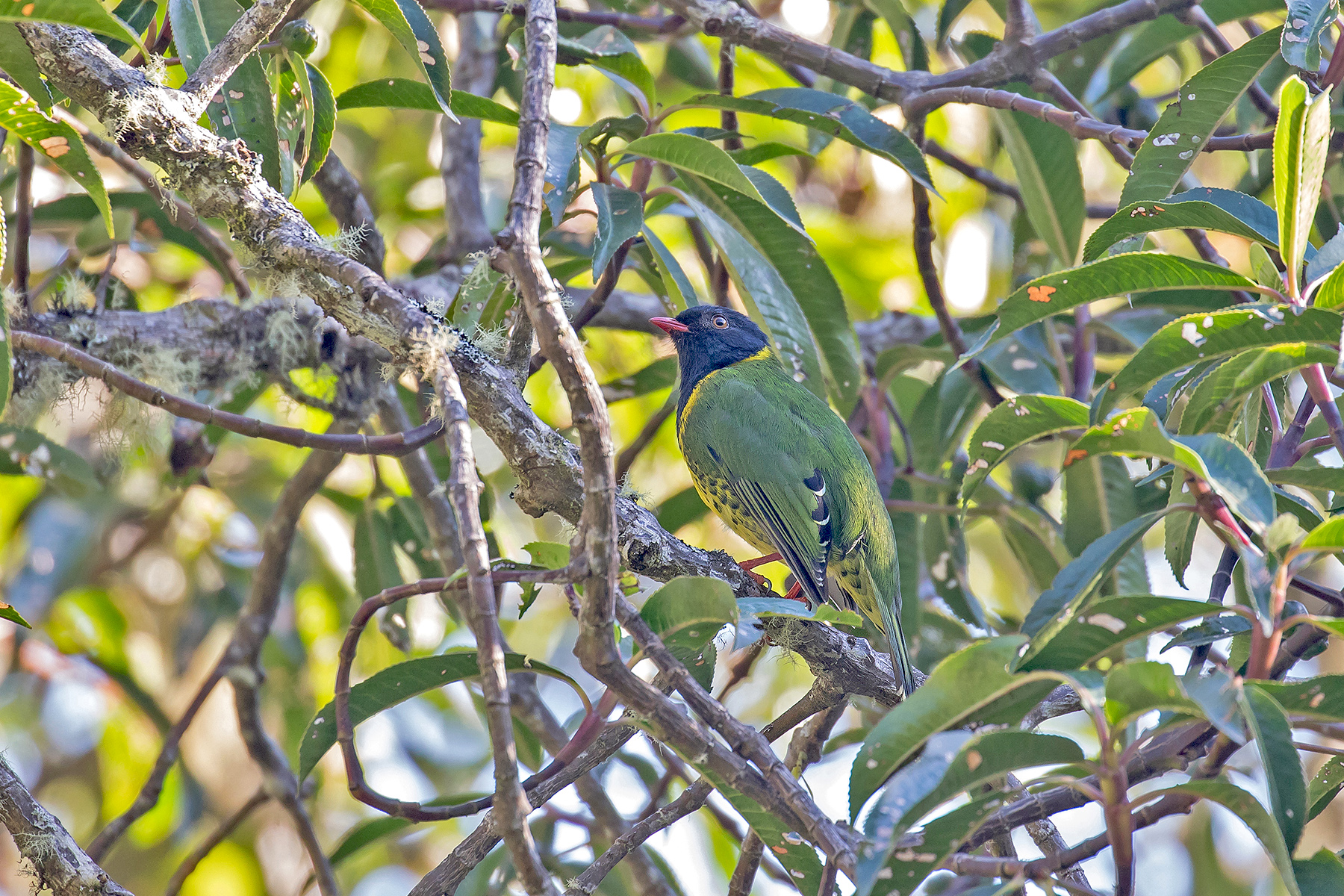Band-tailed Fruiteater (image by Pete Morris)