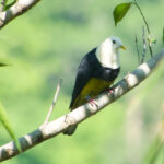 Banded Fruit Dove on Wetar (image by Craig Robson)