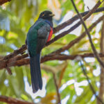 Bar-tailed Trogon (image by Pete Morris)
