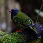 Barred Fruiteater (image by Leonardo Garrigues)