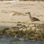 Beach Stone-curlew (image by Craig Robson)