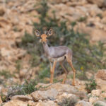 Beira (image by Mark Beaman)