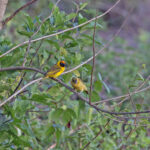 Bertram's Weaver (image by Pete Morris)