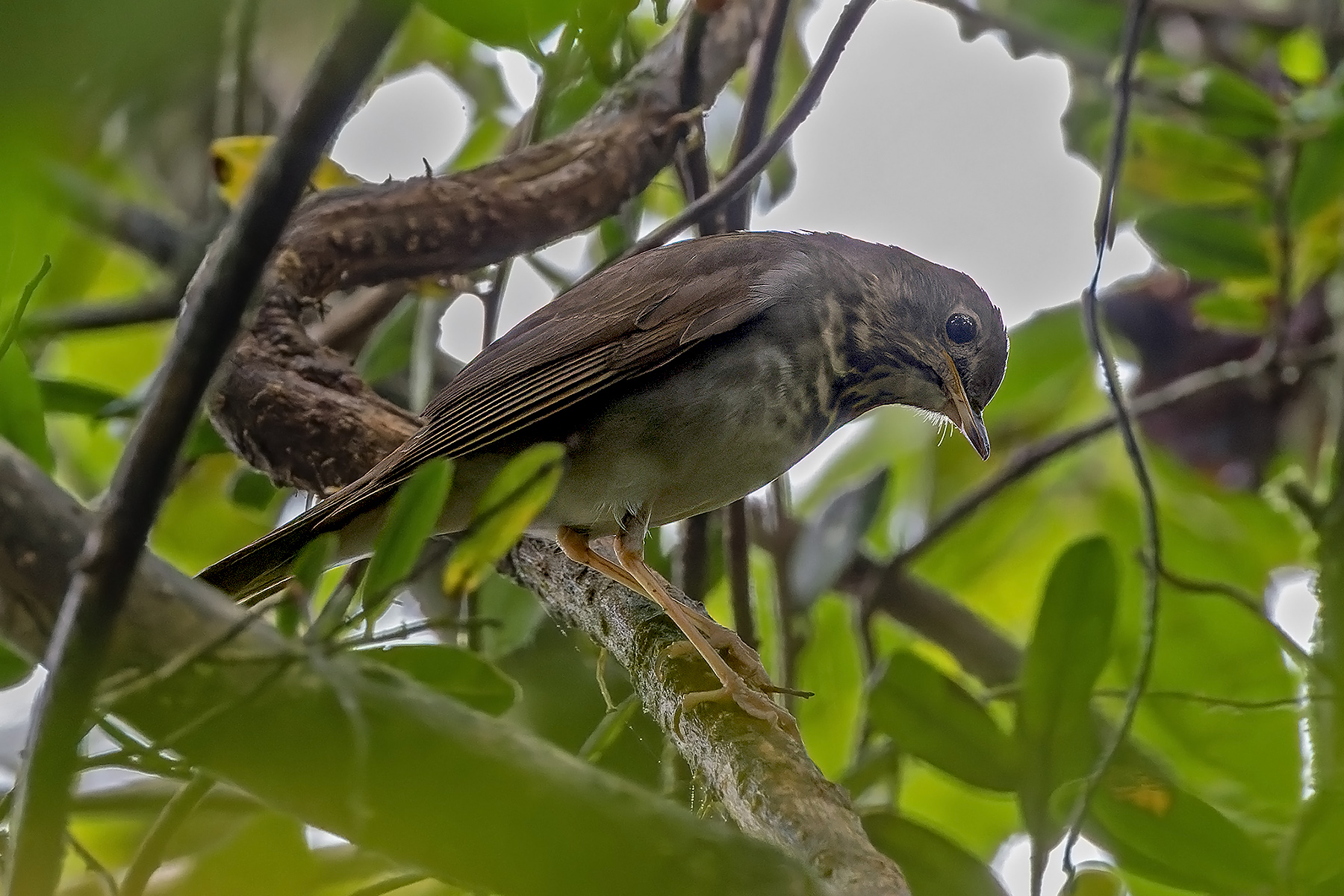 Bicknell's Thrush (image by Pete Morris)