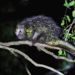 Bicolor-spined Porcupine (image by János Oláh)