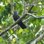 Black Cuckoo-Dove (image by Craig Robson)