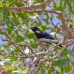 Black Cuckooshrike (image by Pete Morris)