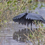 Black Heron (image by Pete Morris)