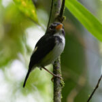 Black-and-white Tody-Flycatcher (image by Leonardo Garrigues)