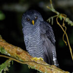 Black-banded (San Isidro) Owl (image by Leonardo Garrigues)