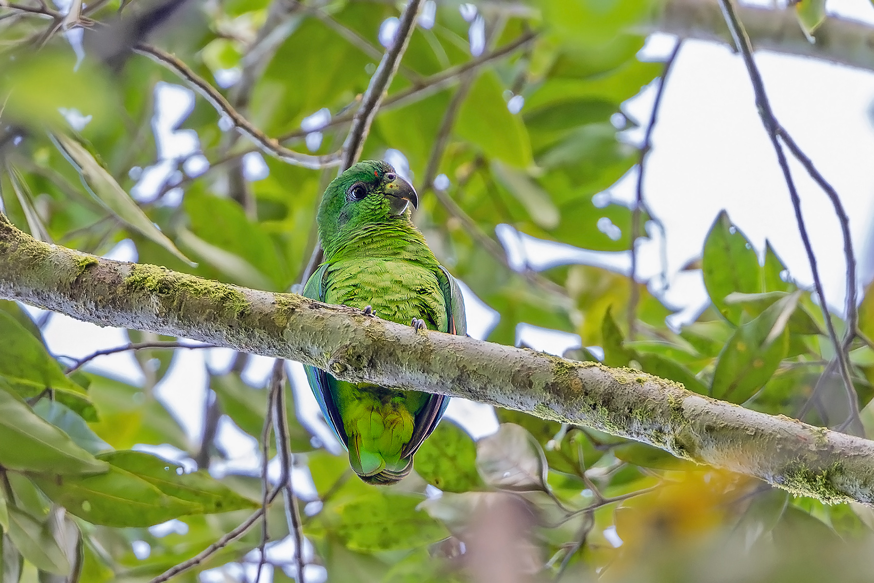 Black-billed Amazon (image by Pete Morris)