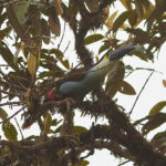 Black-billed Mountain Toucan (image by Leonardo Garrigues)
