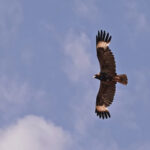 Black-breasted Buzzard (image by Richard Drew)