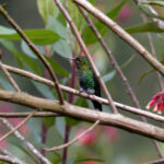 Black-breasted Puffleg (image by Leonardo Garrigues)