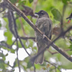 Black-browed Greenbul (image by Pete Morris)