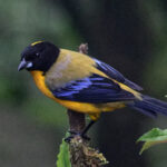 Black-chinned Mountain Tanager (image by Leonardo Garrigues)