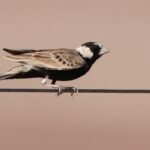 Black-crowned Sparrow-Lark (image by John Oates)