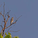 Black-eared Seedeater (image by Pete Morris)
