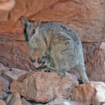 Black-footed Rock Wallaby (image by Richard Drew)