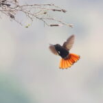 Black-hooded Sunbeam (image by János Oláh)