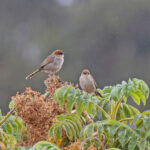 Black-lored Cisticola (image by Pete Morris)