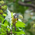 Black-necklaced Honeyeater (image by Craig Robson)