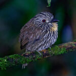 Black-streaked Puffbird (image by Leonardo Garrigues)