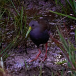 Blackish Rail (image by Leonardo Garrigues)