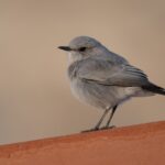 Blackstart (image by John Oates)
