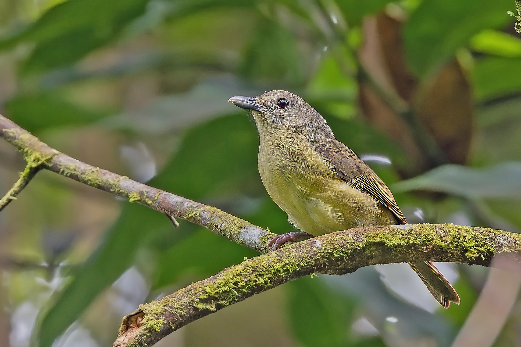 Blue Mountain Vireo (image by Pete Morris)