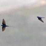 Blue Swallows (image by Pete Morris)