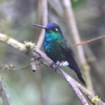 Blue-capped Puffleg (image by János Oláh)