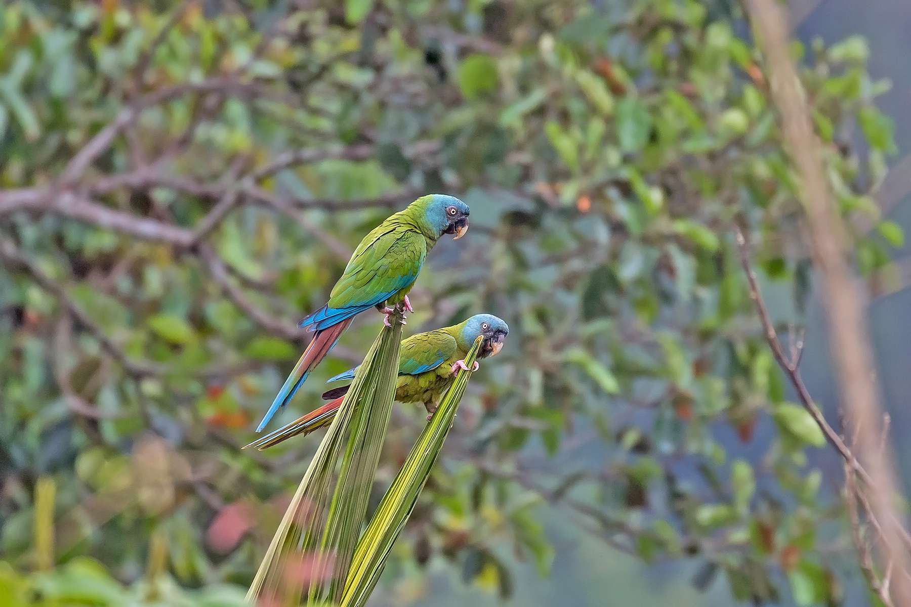Blue-headed Macaw (image by Pete Morris)