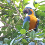 Blue-throated Macaw (image by János Oláh)