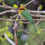 Böhm's Bee-eater (image by Pete Morris)