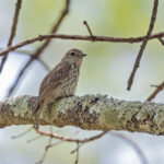 Böhm's Flycatcher (image by Pete Morris)