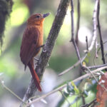Bolivian Recurvebill (image by János Oláh)