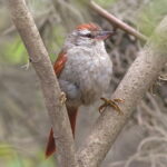 Bolivian Spinetail (image by Leo Garrigues)