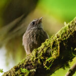 Bougainville Fantail (image by Mark Beaman)
