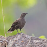 Boulder Chat (image by Pete Morris)