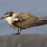 Bridled Tern (image by John Oates)