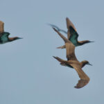 Brown Booby (image by Craig Robson)