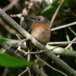 Brown Nunlet (image by Leonardo Garrigues)