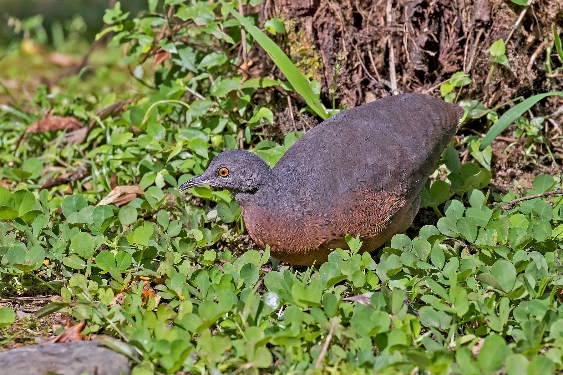 Brown Tinamou (image by Pete Morris)