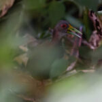 Brown Wood Rail (image by Leonardo Garrigues)